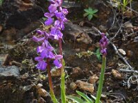 Anacamptis morio 105, Harlekijn, Saxifraga-Ed Stikvoort