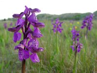 Anacamptis morio 106, Harlekijn, Saxifraga-Ed Stikvoort