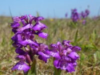 Anacamptis morio 107, Harlekijn, Saxifraga-Ed Stikvoort