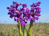 Anacamptis morio 108, Harlekijn, Saxifraga-Ed Stikvoort