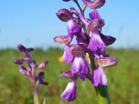 Anacamptis morio 109, Harlekijn, Saxifraga-Ed Stikvoort