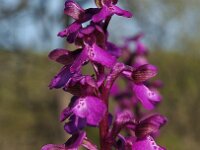 Anacamptis morio 11, Harlekijn, Saxifraga-Hans Dekker