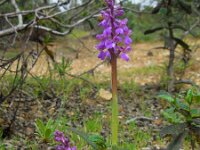 Anacamptis morio 110, Harlekijn, Saxifraga-Ed Stikvoort