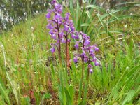 Anacamptis morio 111, Harlekijn, Saxifraga-Ed Stikvoort