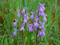 Anacamptis morio 112, Harlekijn, Saxifraga-Ed Stikvoort