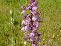Anacamptis morio 113, Harlekijn, Saxifraga-Peter Meininger