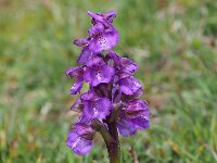 Anacamptis morio 117, Harlekijjn, Saxifraga-Mark Zekhuis