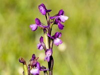 Anacamptis morio 13, Harlekijn, Saxifraga-Bart Vastenhouw