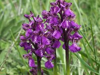 Anacamptis morio 131, Harlekijn, Saxifraga-Hans Dekker
