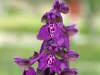 Anacamptis morio 132, Harlekijn, Saxifraga-Hans Dekker