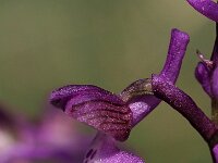 Anacamptis morio 133, Harlekijn, Saxifraga-Hans Dekker