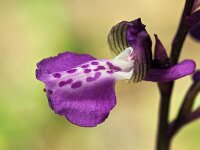 Anacamptis morio 134, Harlekijn, Saxifraga-Hans Dekker