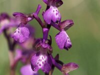 Anacamptis morio 135, Harlekijn, Saxifraga-Hans Dekker