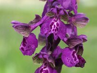 Anacamptis morio 136, Harlekijn, Saxifraga-Hans Dekker