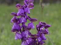 Anacamptis morio 142, Harlekijn, Saxifraga-Luuk Vermeer,