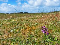 Anacamptis morio 143, habitat, Harlekijjn, Saxifraga-Mark Zekhuis