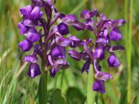 Anacamptis morio 144, Harlekijjn, Saxifraga-Mark Zekhuis