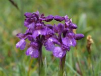 Anacamptis morio 148, Harlekijjn, Saxifraga-Mark Zekhuis