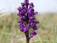 Anacamptis morio 15, Harlekijn, Saxifraga-Tom Heijnen