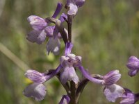 Anacamptis morio 152, Harlekijn, Saxifraga-Willem van Kruijsbergen