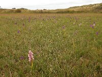 Anacamptis morio 154, Harlekijn, Saxifraga-Ed Stikvoort