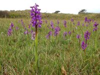 Anacamptis morio 155, Harlekijn, Saxifraga-Ed Stikvoort