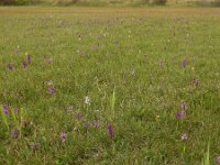 Anacamptis morio 156, Harlekijn, Saxifraga-Ed Stikvoort