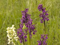 Anacamptis morio 19, Harlekijn, Saxifraga-Willem van Kruijsbergen