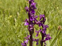Anacamptis morio 20, Harlekijn, Saxifraga-Marijke Verhagen