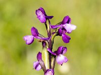 Anacamptis morio 3, Harlekijn, Saxifraga-Bart Vastenhouw