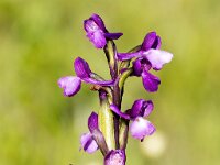 Anacamptis morio 4, Harlekijn, Saxifraga-Bart Vastenhouw