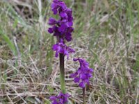 Anacamptis morio 42, Harlekijn, Saxifraga-Peter Meininger