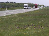 Anacamptis morio 43, Harlekijn, Saxifraga-Peter Meininger