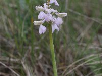 Anacamptis morio 44, Harlekijn, Saxifraga-Peter Meininger
