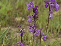 Anacamptis morio 46, Harlekijn, Saxifraga-Willem van Kruijsbergen