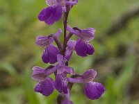 Anacamptis morio 47, Harlekijn, Saxifraga-Jan van der Straaten