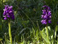 Anacamptis morio 5, Harlekijn, Saxifraga-Marijke Verhagen