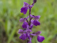 Anacamptis morio 51, Harlekijn, Saxifraga-Willem van Kruijsbergen