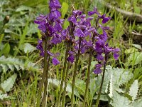 Anacamptis morio 53, Harlekijn, Saxifraga-Willem van Kruijsbergen