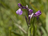 Anacamptis morio 54, Harlekijn, Saxifraga-Jan van der Straaten