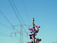 Anacamptis morio 55, Harlekijn, Saxifraga-Jeroen Willemsen