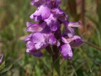Anacamptis morio 58, Harlekijn, Saxifraga-Hans Dekker
