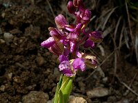 Anacamptis morio 6, Harlekijn, Saxifraga-Jan van der Straaten