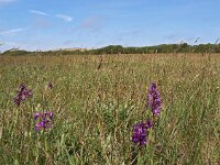 Anacamptis morio 61, Harlekijn, Saxifraga-Hans Dekker