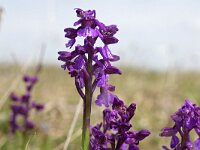 Anacamptis morio 62, Harlekijn, Saxifraga-Tom Heijnen