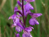 Anacamptis morio 63, Harlekijn, Saxifraga-Hans Dekker