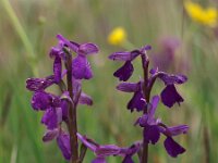Anacamptis morio 64, Harlekijn, Saxifraga-Hans Dekker