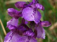 Anacamptis morio 65, Harlekijn, Saxifraga-Hans Dekker