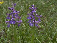 Anacamptis morio 69, Harlekijn, Saxifraga-Willem van Kruijsbergen