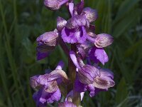 Anacamptis morio 7, Harlekijn, Saxifraga-Marijke Verhagen